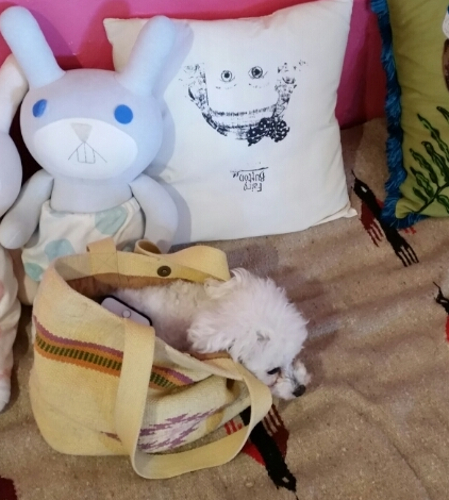 トイプードル好きな金沢美容師です！撮影場所がかわいいでしょー(^-^)/