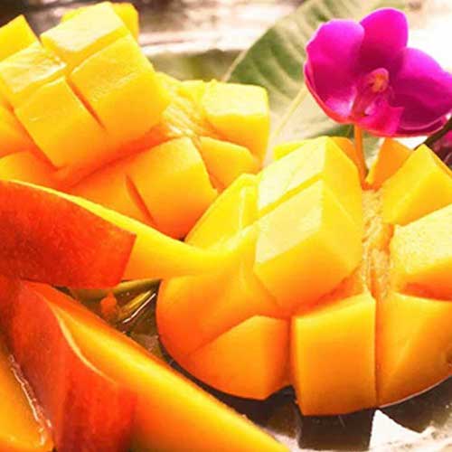 宮古島マンゴー