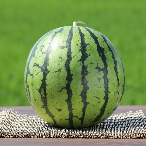 スイカの名産地～♪