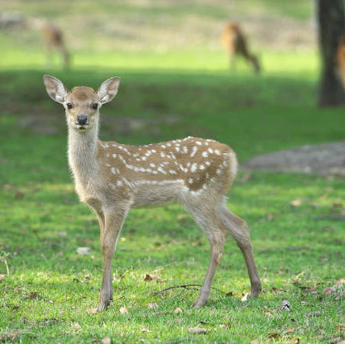奈良の鹿
