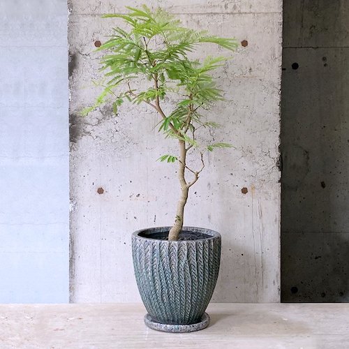 観葉植物のある暮らし