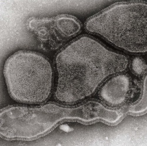 ヒトメタニューモウィルス