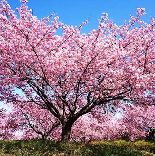 お着物でお花見